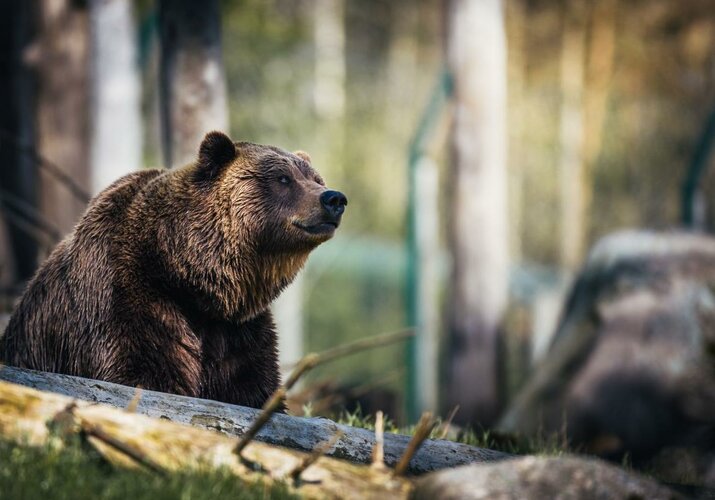 Ako sa vyhnúť stretu s medveďom?